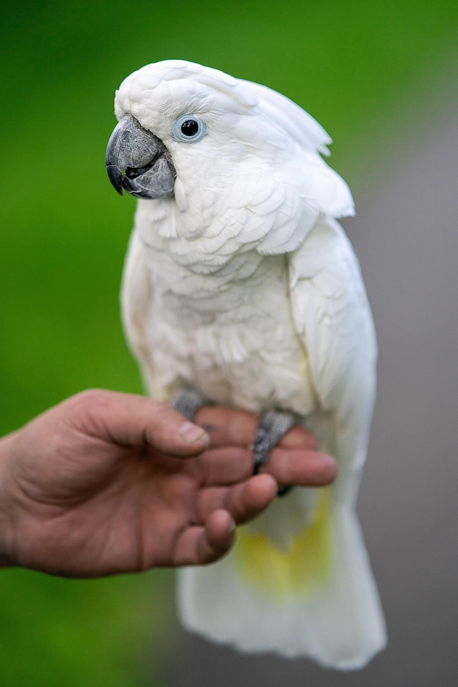 white Cockatoo, umbrella Cockatoo, cockatoo, bird, parrot, animal, nature, salmon Crested Cockatoo, sulphur Crested Cockatoo