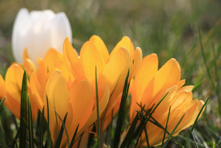 crocus, flowers, orange Flowers, flower Wallpaper, spring, beautiful Flowers, meadow, garden, wildflowers, flower Background, nature