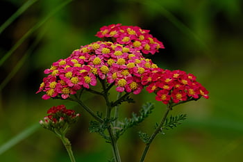 řebříček, obyčejný řebříček, achillea millefolium, Červené, květiny, Příroda, flóra, louka, zahrada, botanika, rostlina
