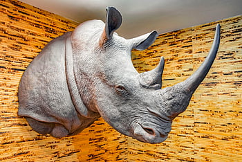 trophy, rhinoceros, museum, wall, exhibition, hunting