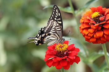 tiger Butterfly, swallowtail Butterfly, insects, butterfly, wing