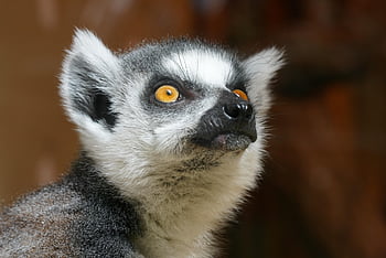 ring-tailed Lemur, lemur Catta, animal, wildlife, nature, wild Animal, lemur