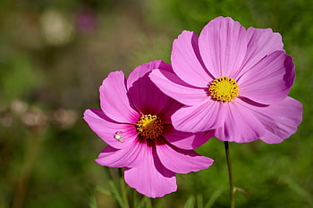 cosmea, kosmetika, květinové tapety, koš na šperky, krab pavouk, cosmos bipinnatus, Příroda, okvětní lístky, květinové pozadí, zblízka, kosmos