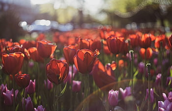 tulipány, květiny, květinové pozadí, zahrada, červené tulipány, květ, rostlin, jaro, slunečního světla, krásné květiny, Příroda