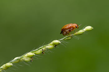 ladybug, bug, insect, nature, insects, cute, green, branch, garden