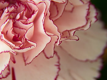 astratto, fiore, sfondo, macro, pianta, floreale, avvicinamento, botanica, biologico, petali, primavera