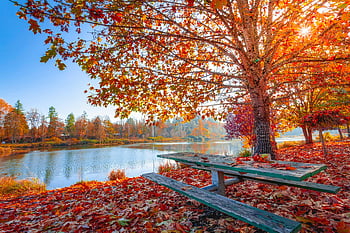 herfstbladeren, rode bladeren, oranje bladeren, esdoorn bladeren, Serene Lake, rustig landschap, zonovergoten hemel, picknicktafel, herfst seizoen, natuurlandschap, herfstkleuren