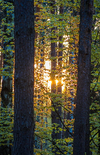 forest, sun, nature, landscape, autumn, light, trees, tree, river, hiking, winter