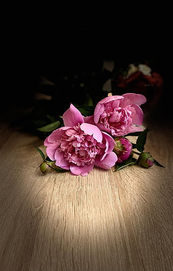 peonies, flowers, pink Peonies, petals, pink Petals, bloom, blossom, flora, nature