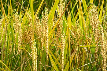 cereal, agricultural plantation, countryside, ripe rice plants, ready for harvest, sunlit green field, close-up, rice field, agricultural field, harvest season, natural landscape