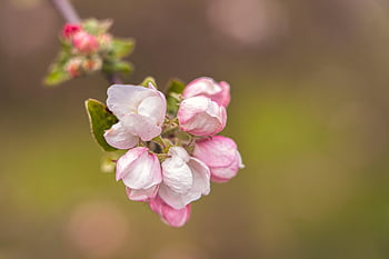 apple Blossoms, flowers, branch, petals, buds, white Flowers, bloom, blossom, spring Awakening, spring, apple Tree