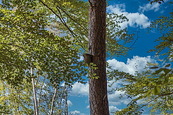 φυσικό, himmel, wald, baum, landschaft, drausen