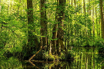 gora, stagno di cipressi, palude di cipressi, cipressi, foresta, palude, riflessi, paesaggio, natura, primavera, zone umide