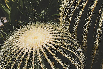 golden barrel cactus, Echinocactus grusonii, sharp yellow spikes, close-up image, vibrant cactus, outdoor cactus, desert plant, succulent, cactus spikes, green cactus, yellow cactus