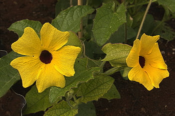 Vine Susanne dagli occhi neri, fiori gialli, fiori, fiorire, fioritura, bellissimi fiori, carta da parati floreale, pianta rampicante, sfondo di fiori, thunbergia alata, natura