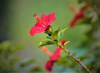 hibiscus, flower, pink Hibiscus, petals, pink Petals, bloom, blossom, flora, leaves, nature, red