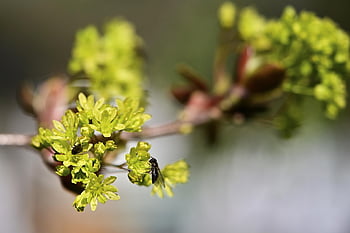 javor, Příroda, květy, světle zelená, létat, hmyz, jaro, plochý strom, špičatý javor, acer platanoidy