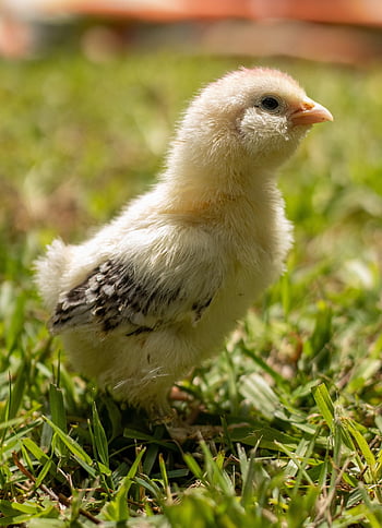 pisklę, ptak, zwierzę, młody ptak, kurczaczek, zwierzę domowe, Natura, uroczy, dziób, upierzenie, drób