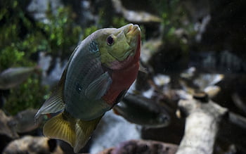 pez, fish, aquarium, acuario, naturaleza, mar, rio, agua, nature, pecesito
