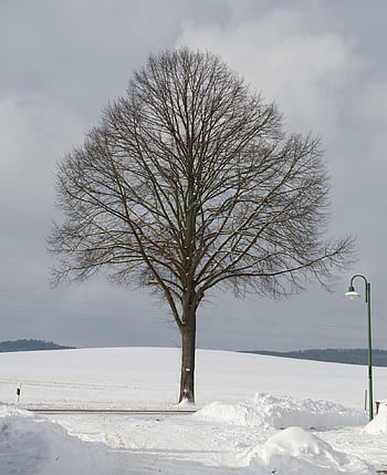 Baum, Feld, Winter, Schnee, kalt, Eis, Frost, Schneeverwehung, draußen, Winter Baum, einsam