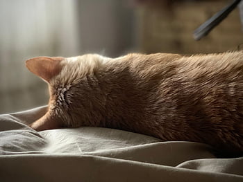 cat, nature, mascot, beautiful Wallpaper, animal, little Cat, portrait, feline, laptop Wallpaper, Wallpaper, full Hd Wallpaper