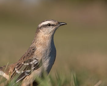 calender, bird, animal, mockingbird, feathers, plumage, beak, nature, wildlife, avian, ornithology