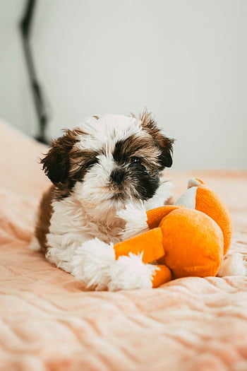 Shih Tzu valp, bedårande valp, Leker med leksak, orange plyschleksak, mjukbädd, inomhusfoto, söt valp, gosedjur, shih tzu, inomhusmiljö