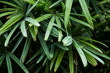 groene bladplant, levendige close-up, tropische plant bladeren, rijk groen, Natuurlijke patronen, groen gebladerte, blad textuur, plant fotografie, natuurfotografie, Bladdetails, groene bladeren