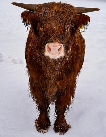 hoogland koe, dier, winter, hoogland vee, zoogdier, koe, rundvlees, vee, natuur, hoorns, ruig