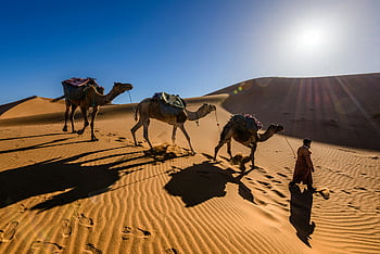 desert, camels, sand dunes, bright sun, daytime, person leading camels, desert landscape, camel caravan, desert travel, desert scenery, desert adventure