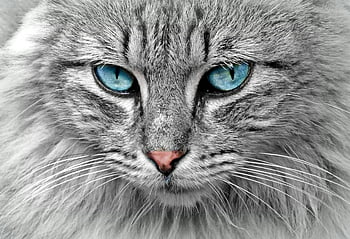 šedá kočka, modré oči, detail, fascinující, srst, kníry, ohromující, kočičí tvář, fotografování zvířat, pet fotografování