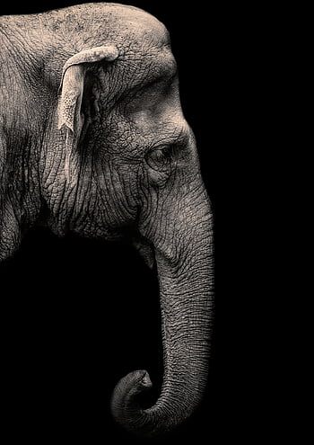 elefante asiático, elefante, animal, paquiderme, mamífero, tronco, natureza, animais selvagens, selvagem, Animal Portait, Preto e branco
