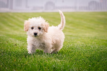 puppy, dog, animal, mammal, cute, small, adorable, purebred, canine, pet, sweet