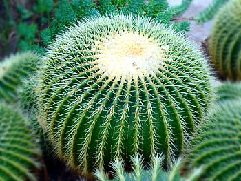 cactus, green cactus, prickly cactus, sharp spikes, vibrant close-up, lush garden, desert plant, succulent, botanical garden, cactus photography, nature photography