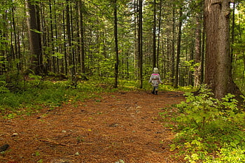 child, forest, trees, lost, path, adventure, outdoor, leisure, nature, woods, woodland