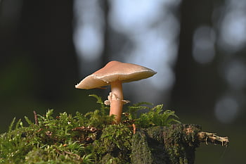 gomba, természet, gombaféle, lemez gomba, moha, erdő