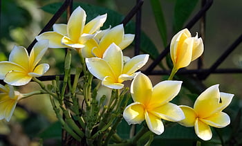 plumeria, fundal de floare, flori, plantă, frangipani, petale, a inflori, ramură, flori frumoase, natură, floare tapet