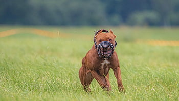 dog, running, beautiful, field, happy, friendly, active, athletic, competition, course, coursing