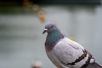 holub, akciová holubice, Columba Oenas, Příroda, pták, ornitologie, šedé peří, Pták Pozadí, ptačí tapety