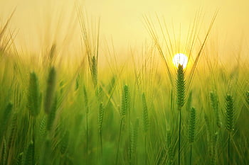 field of plants, green wheat field, sunrise, natural beauty, tranquility, soft glow, morning light, agricultural landscape, plant growth, rural scene, nature photography