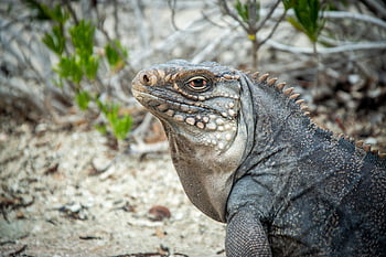 iguana, lizard, tropics, fauna, animal, zoo, island, close-up, living Creatures, jungle, cuba