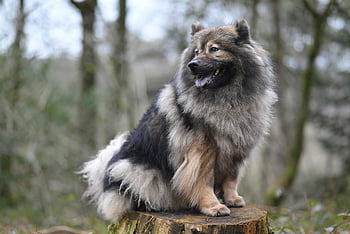 eurasier, Pes, zvíře, Příroda, psí, rozkošný, savec, domácí zvíře, venku