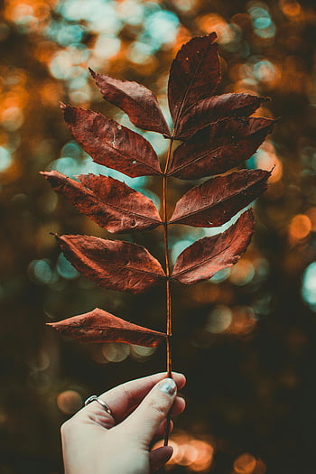 Hand hält Blatt, getrocknete Blätter, Herbstblatt, bunter Hintergrund, braunes Blatt, Herbstsaison, Naturfotografie, Bokeh-Effekt, Outdoor-Szene, Blattdetails, Hand Nahaufnahme