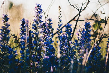 blaue blumen, Nahaufnahmefoto, Blaue Wildblumen blühen, Sonneneinstrich, Schönheit der Natur, Blaue Wildblumen, Nahaufnahmeblumen, Wiesenblumen, Blaue Blüten, Wildblumenwiese, natürliche Schönheit