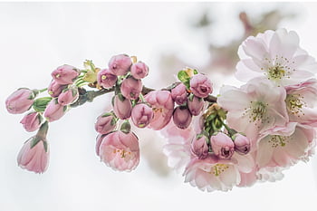 cherry Blossoms, petals, nature, tree, spring, sakura, bloom, blossom, close Up, pastel, romantic