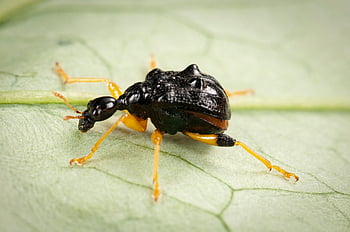 phymatopoderus Flavimanus, weevils, attelabidae, coleoptera, beetles, leaf-rolling Weevils, insects, bugs