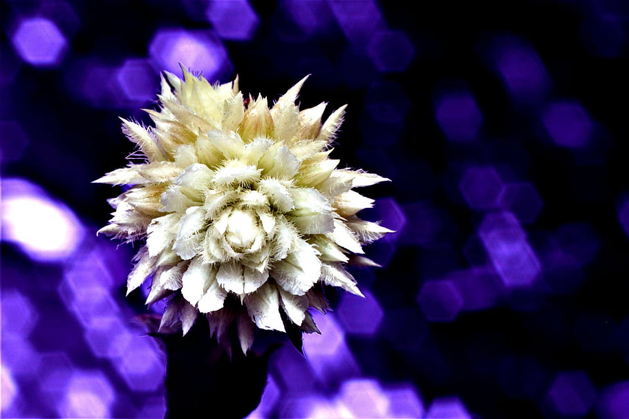 flower, petals, flower Background, wild Flower, flora, flower Wallpaper, beautiful Flowers, nature, tiny, white
