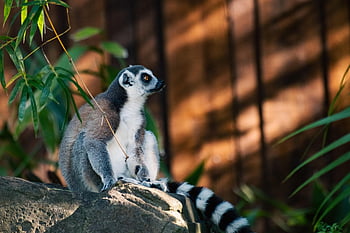 lemur, ring-tailed Lemur, mammal, animal, nature, wildlife, stripes, fur, ring-tailed