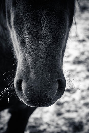 horse, iphone Wallpaper, pony, phone Wallpaper, beautiful Wallpaper, mobile Wallpaper, horse's Muzzle, horse's Nostrils, mammal, animal, nature