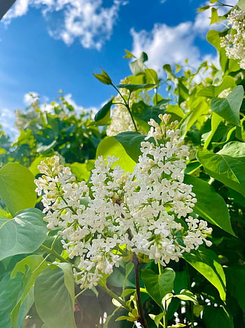 flowers, tree, bush, leaves, garden, spring, summer, lilacs, green, sky, light